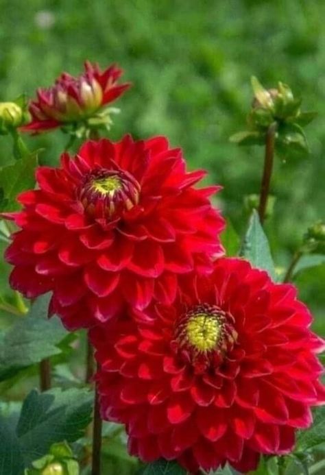 Zinnia Garden, Red Dahlia, Very Beautiful Flowers, Wallpaper Nature Flowers, Beautiful Bouquet Of Flowers, Dahlia Flower, Beautiful Rose Flowers, Beautiful Flowers Pictures, Flower Planters