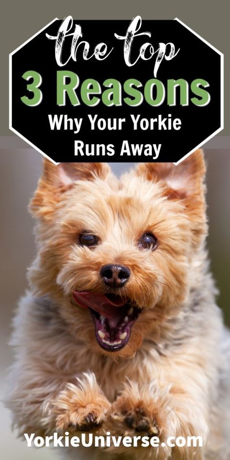 Yorkie Puppy Training, Yorkie Puppy Care, Yorkie Training, Mini Yorkie, Teacup Yorkie Puppy, Yorkie Puppies, Yorkie Terrier, Pet Hotel, Yorkie Lovers