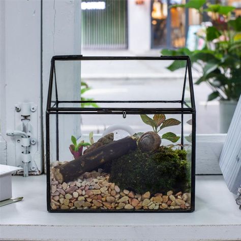 Tarantula Terrarium, Gardening Containers, Stump Ideas, Pet Snails, Southern Coastal, Bell Gardens, Diy Table Top, Beautiful Terrariums, Plant Goals