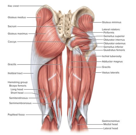 Muscles Worksheet, Hip Muscles Anatomy, Body Muscle Anatomy, Muscular System Anatomy, Inside Human Body, Anatomy Education, Full Body Massage Techniques, Physical Therapy School, Anatomy Biology