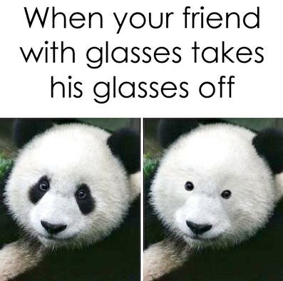 Panda with & without glasses Glasses Meme, Baby Panda Bears, Sarcasm Quotes, Baby Panda, Try Not To Laugh, Free Gift Cards, Funny Me, Panda Bear, Best Memes