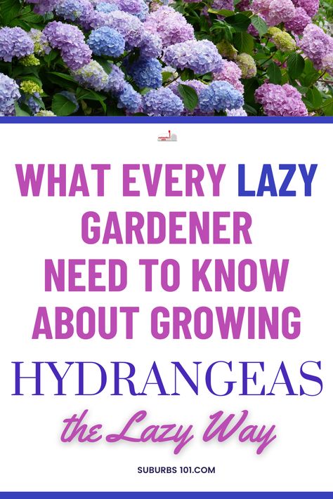 Looking for an easy way to care for Hydrangeas? If you're a lazy gardener (like me!), you're in luck. Hydrangeas are one of the easiest flowering perennials to care for. These classic flowering perennial garden shrubs are super easy to grow and will bloom beautifully with minimal effort from you. In this guide, I'll share some helpful gardening tips and hydrangea care tips on how to grow Hydrangeas in your garden the easy and lazy way. Easiest Hydrangeas To Grow, Hydrangea Care How To Grow, Landscaping With Hydrangeas Backyards, How To Grow Hydrangeas In Pots, Care For Hydrangea Plants, How To Get Hydrangeas To Bloom, Hydrangea Care Pruning, How To Care For Hydrangeas, How To Plant Hydrangea In Ground