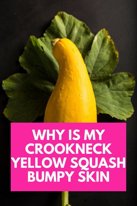 Why is my crookneck yellow squash bumpy: Some varieties of yellow squash grow with bumps on their skin. Let's look at whether bumps are normal or a cause for concern. Crocked Neck Yellow Squash, Yellow Bumpy Squash Recipes, Yellow Bumpy Crookneck Squash Recipes, Bumpy Yellow Squash Recipes, Long Neck Squash Recipes, Yellow Crook Neck Squash Recipes, Yellow Crooked Neck Squash Recipes, Crook Neck Squash Recipe, Yellow Neck Squash Recipes