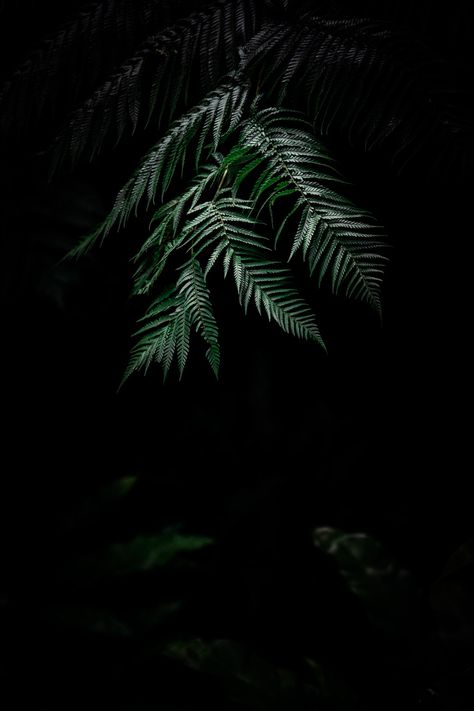 Plants Background, Flowers Black Background, Trendy Plants, Hd Wallpaper Android, Plant Background, Forest Background, Fern Plant, Flowers Black, Plant Wallpaper