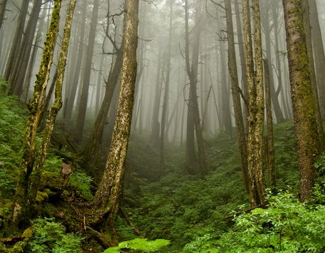 Glacier Gardens Rainforest Garden Walkways, Alaska Photos, Tongass National Forest, Juneau Alaska, Garden Walkway, Alaska Cruise, North America Travel, National Forest, Amazing Destinations