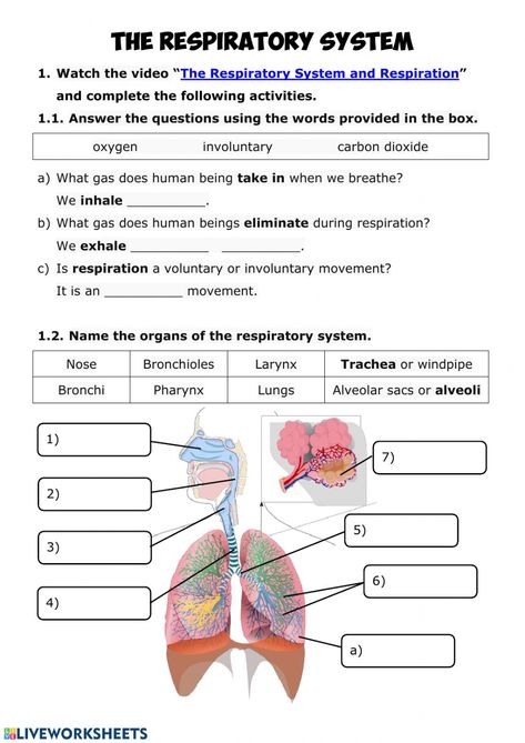 Respiratory System interactive and downloadable worksheet. You can do the exercises online or download the worksheet as pdf. Respiratory System Coloring Page, Human Body Worksheets For Grade 3, Respiratory System Worksheet, Respiratory System Projects, Respiratory System Activities, Body Systems Activities, Body Systems Worksheets, Human Respiratory System, The Respiratory System