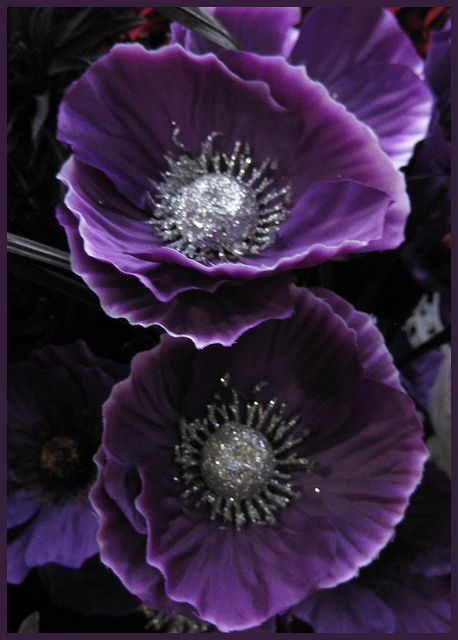 Purple Poppies    Papaveraceae (poppy family)     #OPIEuroCentrale #WantToBiteMyNeck Bonsai Diy, Purple Poppy, Seed Pots, Purple Poppies, Purple Garden, Exotic Flowers, Poppy Flower, Flower Beauty, Beautiful Blooms