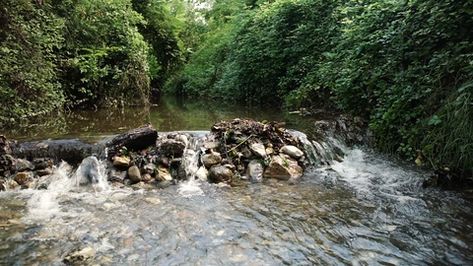 Dragonfly Pond, Fishing Pond, Farm Pond, Conservation Of Natural Resources, Rocky River, Fishing Diy, Forest Hill, Pond Design, Edible Landscaping