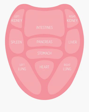 What Your Tongue Reveals About Your Health: Jivha Pariksa | Rasa Ayurveda Traditional Chinese Medicine Recipes, Medicine Recipes, Vata Dosha, Energetic Body, Organ System, Deep Truths, Large Intestine, Western World, Sleep Pattern