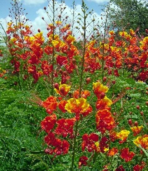 Pride of Barbados Pride Of Barbados Plant, Caesalpinia Pulcherrima, Red Bird Of Paradise, Pride Of Barbados, Houston Garden, Easy To Grow Flowers, Aesthetic Gardening, Peacock Flower, Gardening Aesthetic