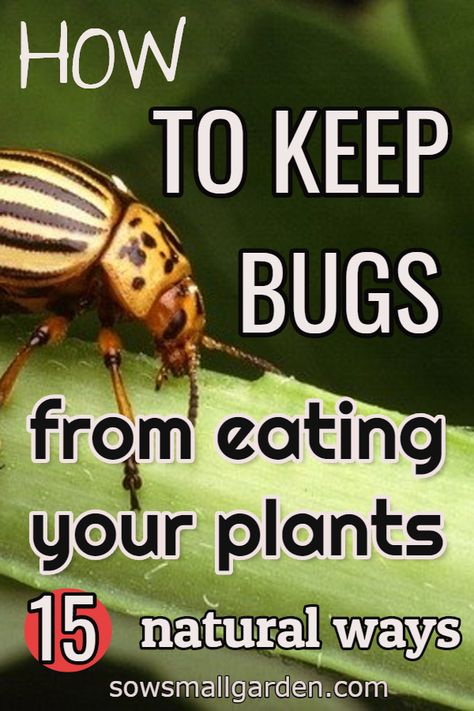 How To Get Rid Of Bugs In Garden, Natural Bug Repellent For Vegetable Garden, Garden Bugs Get Rid Of, Pests On Plants, Bugs Eating Plant Leaves, How To Keep Bugs Off Plants, Natural Insecticide For Plants, How To Keep Bugs Out Of Garden, Garden Bug Repellent