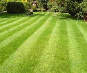 This insured and licensed business offers one of the top rated lawn services for clients. They do flower and mulch installation, garden care, fertilization, and many more. Seeding Lawn, Growing Grass, Fresh Cut Grass, Lawn Service, Landscape Maintenance, Garden Services, Lawn Maintenance, Summer Lawn, Grass Seed