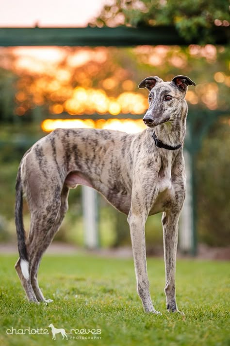 Fast Runner, Greyhound Pictures, Greyhound Adoption, Sight Hounds, Giant Cat, American Dog, Daily Walks, Grey Hound Dog, Couch Potato