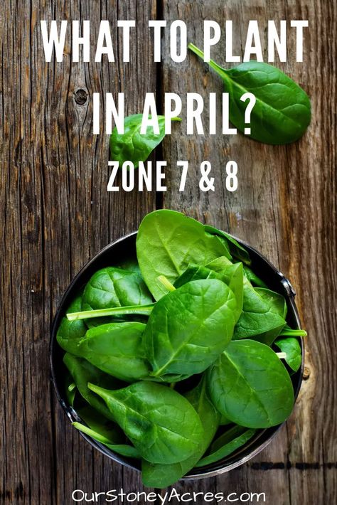 What To Plant In April, Growing Shallots, Canned Pickled Beets, Everbearing Strawberries, Grapevine Growing, Growing Green Beans, Zone 8b, Seed Potatoes, Types Of Lettuce