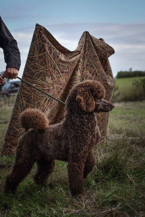 #chocolatepoodle #poodle #poodles Standard Poodle Grooming, Poodle Haircut Styles, Chocolate Poodle, Brown Poodle, Poodle Standard, Poodle Haircut, Poodle Cuts, Puppy Cut, Poodle Grooming