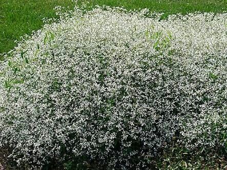 Euphorbia Breathless - drought tolerant Diamond Frost, Annual Flowers, Drought Tolerant, Front Garden, Garden Inspiration, Garden Design, Planter Pots, Herbs, Outdoor Decor