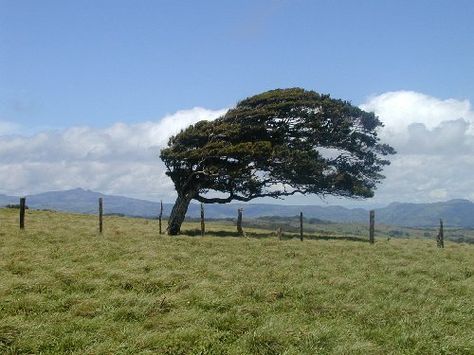 THE TREE WOULD LOOK GOOD GOING DOWN THE HIGHWAY. BUT WHAT ABOUT WHEN YOU'RE PARKED? Wind In Trees, Tree Blowing In The Wind, Blowin' In The Wind, Painting Landscapes, Rowan Tree, Earth Wind, Splash Page, Big Tree, Storm Clouds