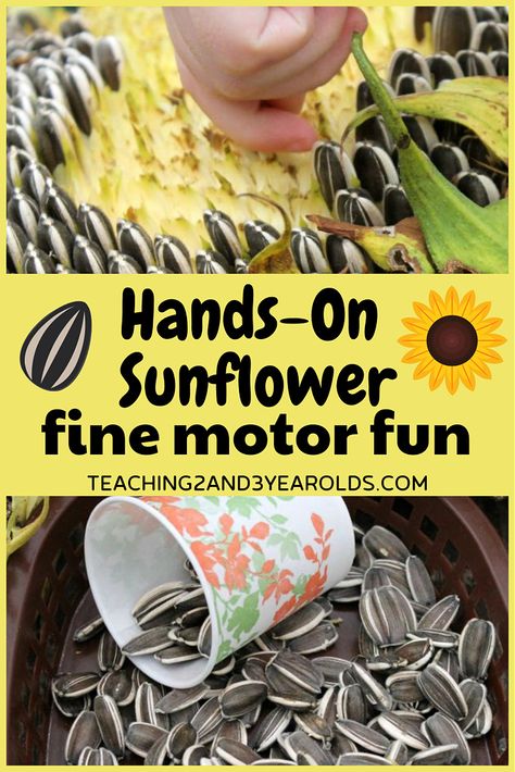 Montessori Sunflower Activities, Sunflowers Activities For Preschool, Sunflower Fine Motor Activities, Sunflower Lesson Plan Preschool, Sunflower Science Preschool, Sunflower Activities For Kindergarten, Sunflower Toddler Activities, Sunflower Theme For Preschool, Sunflower Kindergarten Activities