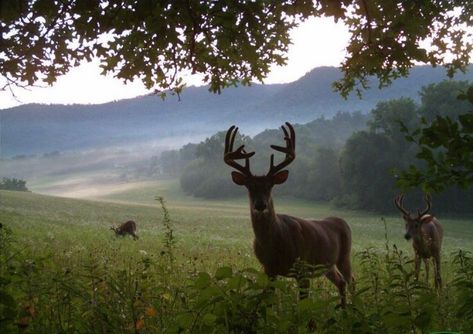 Deer Trail Cam, James Potter Aesthetic, Trail Cam, Trail Cameras, Cocoppa Wallpaper, Trail Camera, Pretty Animals, A Deer, Silly Animals