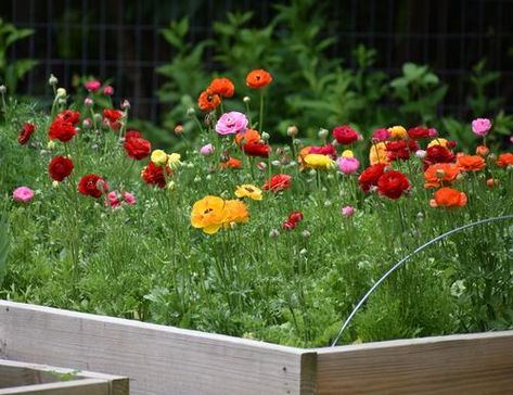 Growing Ranunculus In Zone 6, Growing Cut Flowers Zone 9, Ranunculus In Garden, Growing Ranunculus In Pots, Ranunculus Garden Bed, How To Grow Ranunculus, Ranculus Flowers Care, Runuculous Flower, Ranaculas Growing