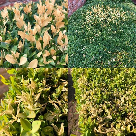 How to manage Box Blight - James Todman Boxwood Care Tips, Boxwood Bush, Boxwood Tree, Buxus Sempervirens, Box Hedging, Box Wood Shrub, Hedge Trimmers, Top Soil, Plant Health