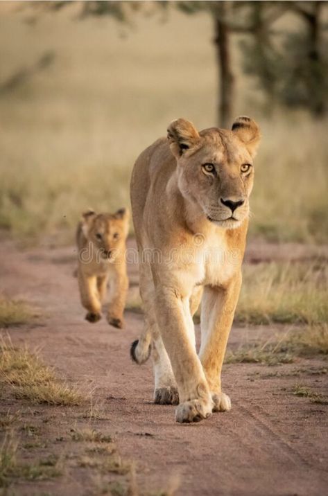 Lioness Walking, Lioness Jumping, Lioness Looking Up, Lioness Hunting, Lion Kissing Lioness, Lioness And Cubs, Wild Nature, Art Reference Poses, Big Cats