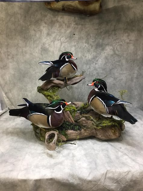 Duck Taxidermy, Mallard Mounts Taxidermy, Duck Mounts Taxidermy, Goose Mounts Taxidermy, Wood Duck Mounts, Wood Duck Mounts Taxidermy, Duck Mount, Deer Hunting Decor, Waterfowl Taxidermy