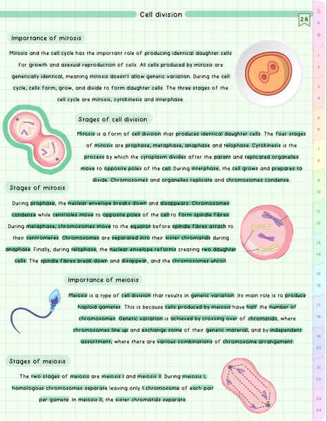 cute aesthetic biology notes Cell Division Notes Aesthetic, Cell Cycle And Cell Division Notes, Cell Division Notes, Division Notes, Cell Cycle And Cell Division, Aesthetic Biology Notes, Aesthetic Biology, Bio Notes, Biochemistry Notes