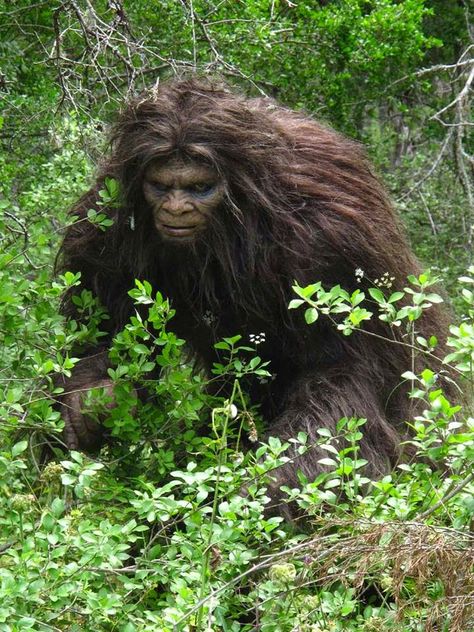 Bigfoot Footage, Bigfoot Movies, Big Gorilla, Mafia Quote, Bigfoot Pictures, Yeti Bigfoot, Pie Grande, Stay Quiet, Bigfoot Art