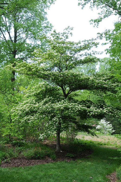 Cornus Alternifolia, Pagoda Dogwood, Backyard Trees, Landscape Plants, Specimen Trees, Dogwood Trees, Backyard Inspiration, Pollinator Garden, Woodland Garden