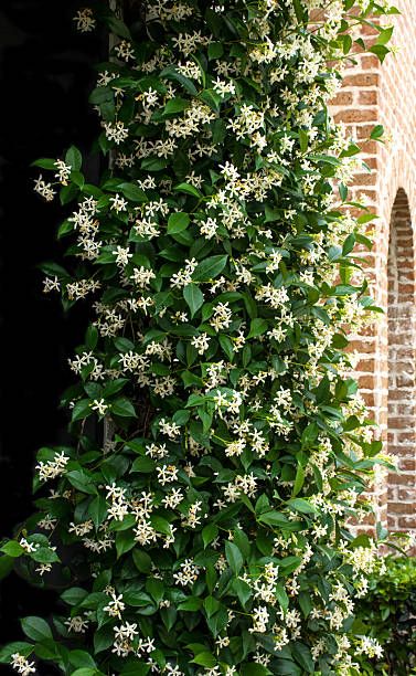 Jasmine Bush Landscaping, Jasmine Trellis Wall, Star Jasmine Trellis, Jasmine Tree, Jasmine Vine, Jasmine Plant, Jasmine Flower, Back Garden Design, French Style Homes