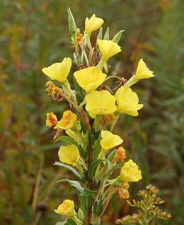 Common Evening Primrose, Appalachian Foraging, Vitamine E Capsules, Homestead Skills, Oenothera Biennis, Primrose Plant, Evening Primrose Flower, Primrose Flower, Winter Sowing