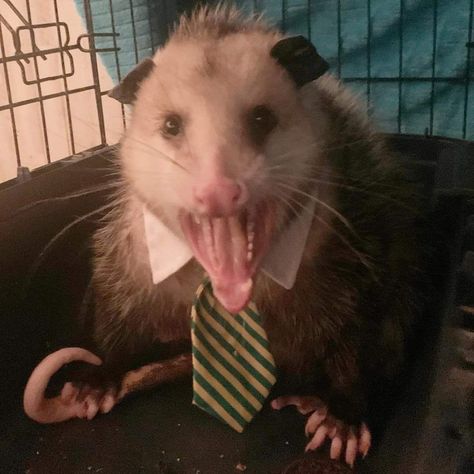 Clown Opposum, Opossum Pfp, Possum Pfp, Opossum Fursuit, Possum Aesthetic, Clown Opossum, Possum Funny, Baby Possum, Awesome Possum