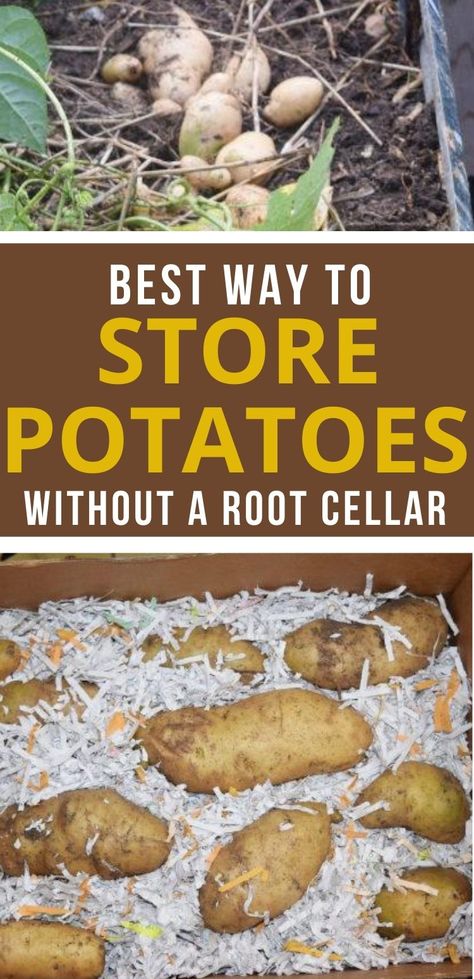 Best Way To Store Potatoes, Storing Potatoes, Healthy Garden Soil, Potato Storage, Layered Potato, Preserving Foods, Storing Vegetables, Storing Fruit, How To Store Potatoes