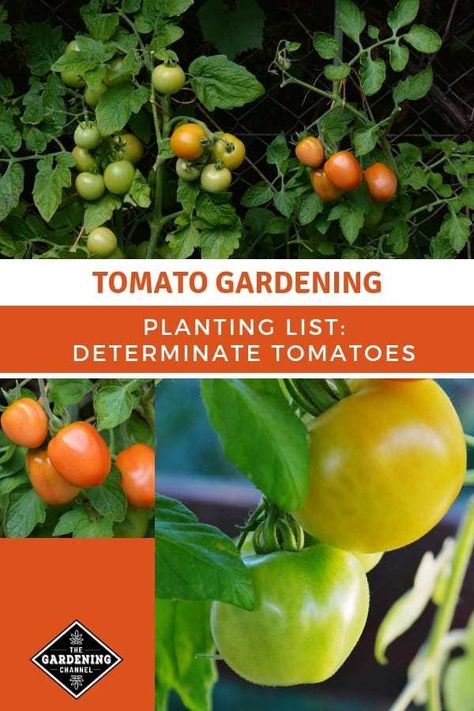 List of Determinate Tomatoes from A to Z - Gardening Channel Determinate Tomato Varieties, Vegetables Growing, Tomatoes In Containers, Tomato Growing, Tomato Varieties, Growing Peas, Determinate Tomatoes, Grow Tomatoes, Easy Plants To Grow