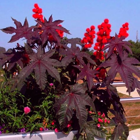 Castor beans are reported to be poisonous but that is not completely true. These are great plants for the garden. Castor Oil Plant, Castor Bean Plant, Repel Flies, Castor Bean, Fast Growing Shrubs, Architectural Plants, Bean Plant, Medicinal Herb, Urban Farmer