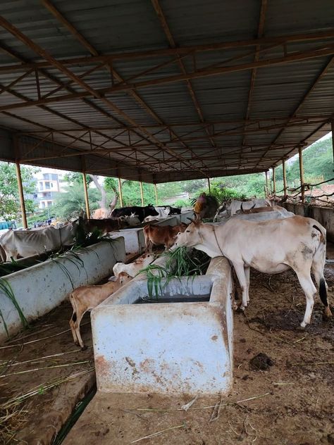 We (Datapro Computers Pvt Ltd ) sponsored one load of green grass for cows at Sri Sri Sri Gnanananda Ashramam at Hanumanthawaka. Visakhapatnam. #datapro #donated #service #cowsfeeding #cows #food #feeding #grass #humanity #animals #animallovers #animalcare #calf #calffeeding #feed #help #helpful #helpingothers #helping #helped #god #vizag #visakhapatnam #siripuram #mvp #dwarakanagar #gajuwaka #pendurthi #andhrapradesh #india Cow Feeding, Cow Feed, Cow Farm, House Plan Gallery, Visakhapatnam, Sri Sri, Farm Design, Green Grass, Pet Care