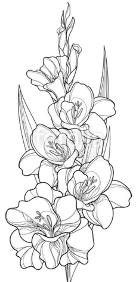 Catelaya Flower Tattoo, Tattoo Of Gladiolus, Gladiolus Butterfly Tattoo, Gladiola Drawing, Carnation And Gladiolus Flower Tattoo, Poppies And Gladiolus Tattoo, Narcissus And Gladiolus Flower Tattoo, Gladiolas Drawing, Neo Traditional Gladiolus Tattoo