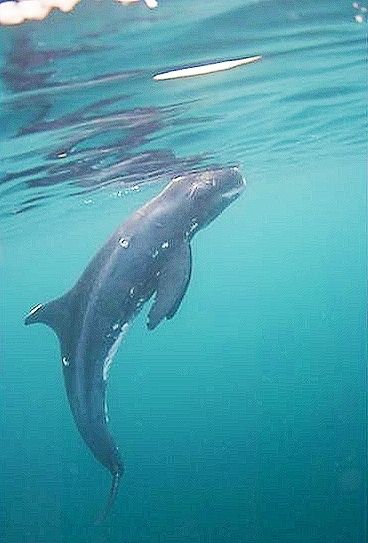 Pygmy killer whale (Feresa attenuata) Sea Wolves British Columbia, False Killer Whale, Orca Swimming, Scary Orca, Orca From Above, Sea Mammal, Orca Whales, Underwater Creatures, Rare Animals