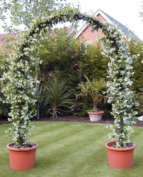 Star Jasmine - Evergreen Climbing vine with fragrant blooms in summer. Landscaping Ideas On A Budget, Garden Vines, Garden Arches, Garden Arbor, Garden Types, Most Beautiful Gardens, Front Yard Landscaping Simple, Backyard Landscaping Ideas, Front House Landscaping