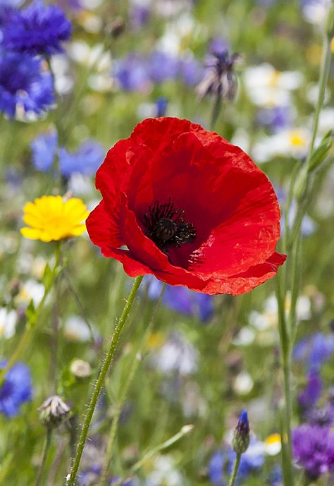 Poppy Flower Aesthetic, Wild Flower Meadow, Poppy Painting, Flower Landscape, Orchid Plants, Beautiful Flower Arrangements, Poppy Flower, Flower Lover, Exotic Flowers