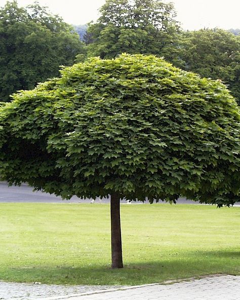 5 Of The Best Trees With Small Root Systems In Australia | Arbor Operations Acer Platanoides, Peat Soil, Specimen Trees, Acer Palmatum, Garden Types, Root System, Ornamental Trees, Up House, Deciduous Trees