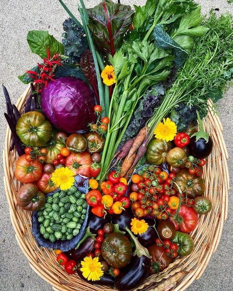 Home Grown Food, Growing Own Food, Vegetable Aesthetic, Homestead Food, Garden To Table, Vegetable Harvest, Homegrown Food, Harvest Basket, Veggie Patch