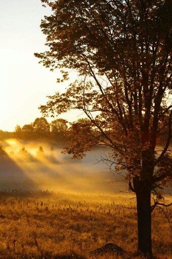 Beautiful sunrays Autumn Morning, Autumn Beauty, Fall Photos, Autumn Day, Sunrise Sunset, Beautiful World, Beautiful Landscapes, Autumn Leaves, Beautiful Nature