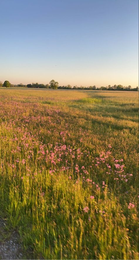 Pink Flower Field Wallpaper, Open Flower Field, Field Of Grass Aesthetic, Summer Field Aesthetic, Open Field Aesthetic, Summer Field, Field Of Flowers, California Wildflowers, Field Wallpaper