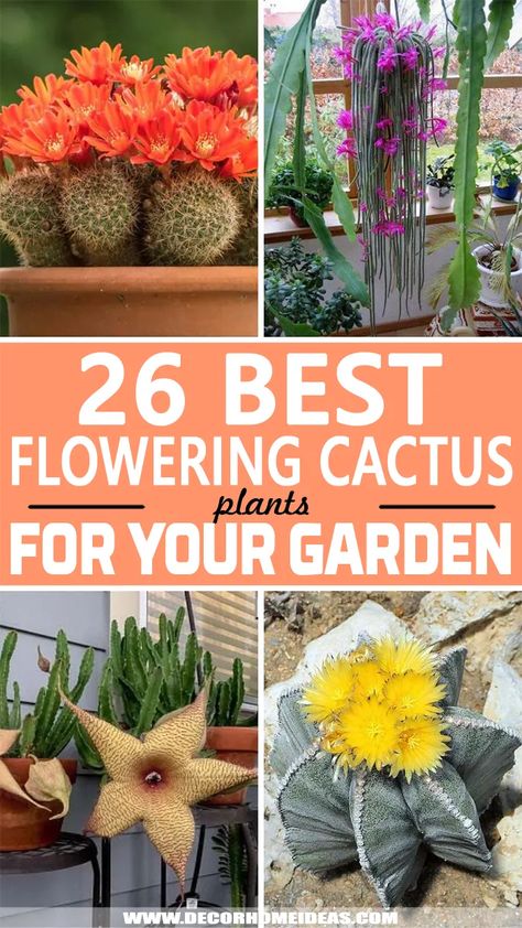 Gardening Inside, Cactus Arrangement, Flowering Cactus, Arizona Landscape, Blooming Cactus, Cactus Planter, Outside Patio, Unique Planter, Succulent Garden