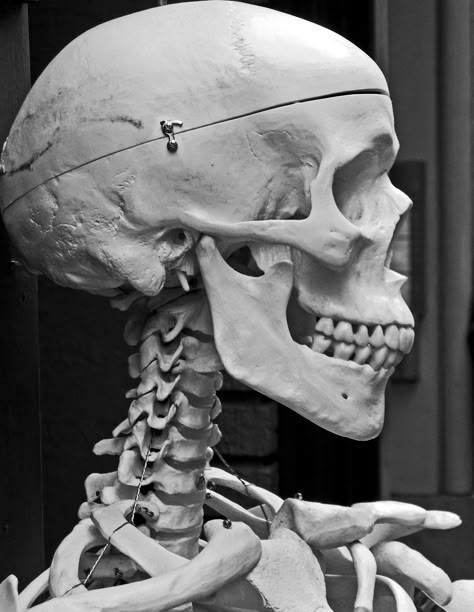 Skull Skull Profile, Skull Anatomy, Head Anatomy, Skull Reference, Skeleton Anatomy, Skull Model, 4 Tattoo, Human Skeleton, Geniale Tattoos