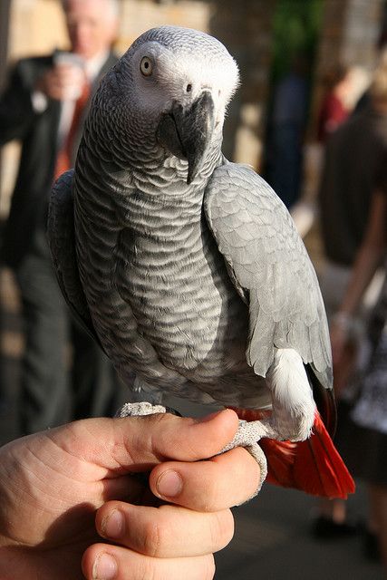 Congo African Grey parrot. Owning one would be a dream challenge for me. Congo African Grey, Parrot Pet, Grey Parrot, Funny Parrots, African Grey Parrot, African Grey, Parrot Bird, Pet Bird, White Bird