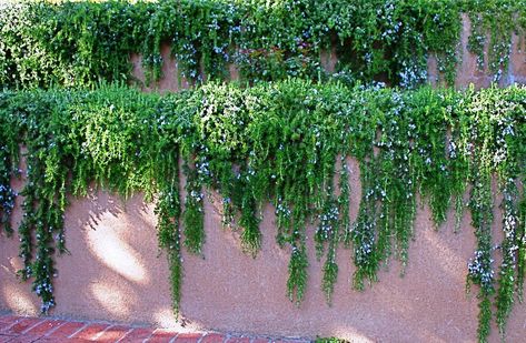 10 Ways to Use Rosemary from the Garden Trailing Rosemary, Rosemary Garden, Arizona Gardening, Backyard Plants, Perennial Herbs, Walled Garden, Trailing Plants, Mediterranean Garden, Wall Garden