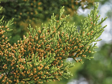 Getting relief from cedar fever - DailyTrib.com Cedar Fever Remedies, Cedar Fever, Air Conditioner Filters, Fever Relief, Marble Falls, Indoor Pets, Cedar Trees, Traditional Medicine, Herbal Medicine